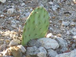 Do subscribe to my channel for more updates. How To Grow And Take Cuttings From A Prickly Pear Cactus Dummer Garden Manage Gfinger Is The Best Garden Manage App