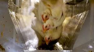 Chicken Slaughter Secret Video Shows A Modern Chicken Slaughterhouse Free download hd or 4k use all videos for free for your projects. chicken slaughter secret video shows