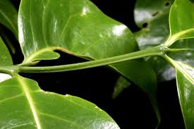 Image result for Psydrax parviflora
