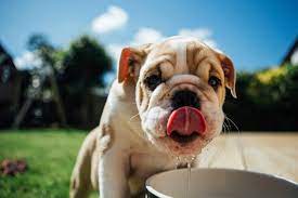 How Harmful Is Alcohol To Dogs What To Do If Your Dog Drinks Alcohol
