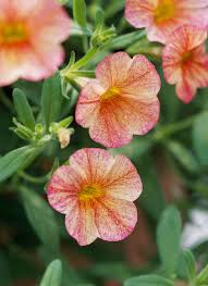 Image result for calibrachoa million bells