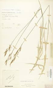 Image result for Loudetia kagerensis