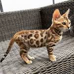 Bengal Babies - Kittens