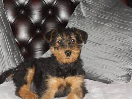 Tails are bodded and they well be well checked at 6 weeks, 1st shot and dewormed before going to there new home. Airedale Terrier Puppies For Sale Detroit Mi 104715