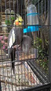 Never Found Cockatiel Cranbourne North Victoria Vic Australia L37605 Find Pets Cockatiel Parrot Bird