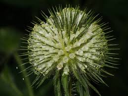 Image result for Dipsacus pinnatifidus