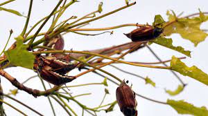 Die tessiner bevölkerung kann damit beobachtete japankäfer melden und so aktiv mithelfen, den japankäfer zu überwachen und einzudämmen. Ezlvzmt5ddhsm