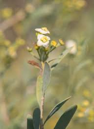 Image result for Montinia