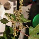 Image result for Allophylus congolanus