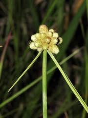 Image result for Lipocarpha chinensis