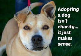 We did not find results for: Pets For Adoption At Waggin Tails Dog Rescue In Northville Mi Petfinder
