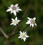 Image result for Afrosciadium nyassicum