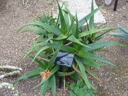 Image result for Aloe cameronii × christianii