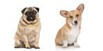 Welsh Corgi Mix Puppies For Sale | Greenfield Puppies