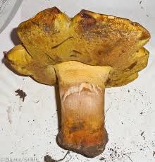 Image result for Boletus speciosus