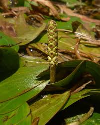 Image result for Potamogeton nodosus