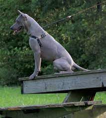 Originally from thailand, the thai ridgeback is another of the most prominent gray dogs. Thai Ridgeback Dog Breed Information And Pictures
