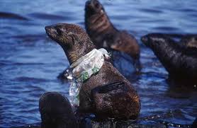 Pin By Dolphinseeker30 On Save Earth In 2020 Plastic Pollution Marine Animals Ocean Pollution