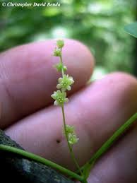 Image result for Dioscorea minutiflora