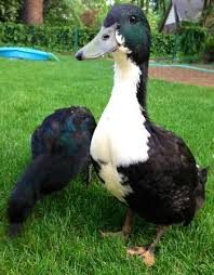 Black And White Duck Species Black Swedish Ducks Pet Ducks Duck Species Duck Breeds