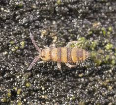 Image result for Jamesbrittenia albobadia