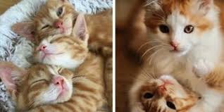 Kediler Kedi Irklari Kedi Turleri Kedi Ozellikleri Patiliyo