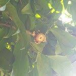 Image result for Napoleonaea septentrionalis