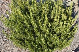 Image result for Landolphia glabra