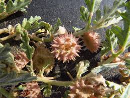 Image result for Neuradopsis