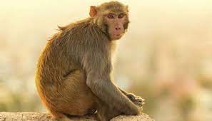 Monkey Dream Symbol