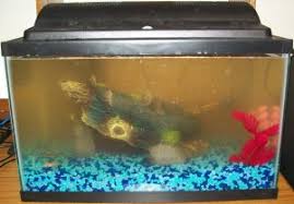 Nov 10, 2020 · how often should i feed my betta fish flakes? How Often Should I Feed My Betta Fish Flakes Clever Pet Owners