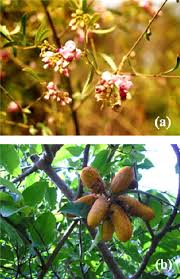 Image result for Securidaca longepedunculata