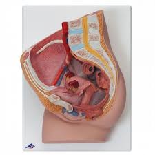 Mar 19, 2015 · collectively, these parts are called the vulva. Female Pelvis Model With 2 Parts