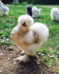 These pet silkie eggs will produce a wide range of colored chicks. Purebred Silkie Hatching Eggs Silkies Hatching Eggs Pet Chickens