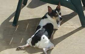 Jack Rat Terrier Info Temperament Puppies Pictures