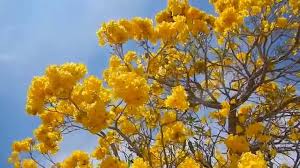 Yellow flowering trees in indiana. Tabebuia Tree Blooming Yellow Flowers Lake Worth Fl Youtube