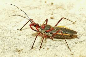 Assassin Bug Rhynocoris Mendicus Reduviidae Bugs Insects Pu Er