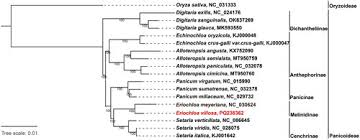 Image result for Eriochloa meyeriana