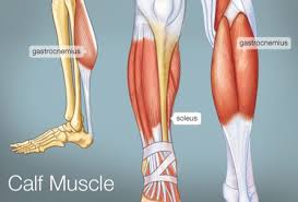 This video will help you with 1. The Calf Muscle Human Anatomy Diagram Function Location
