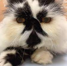 I have always been treated with courtesy and respect when being seen at austin vet care central park. Austin Vet Care At Central Park Home Facebook