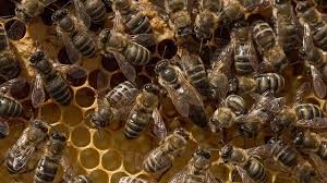 With some exceptions, she is the only queen in a colony of honey bees that may number 60,000 or more. Why Are Queen Bees Failing To Reproduce Technology Networks