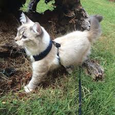 Training your cat to use a harness/leash/use a cat backpack/go for walks: How I Trained My Cat To Walk On A Leash By Rachel Joy Larris Medium