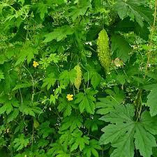 Image result for Momordica pterocarpa