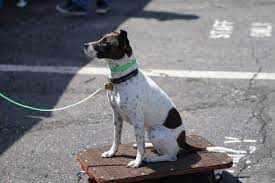 At your petco, we're with you every step of the way as you bond with your. Training 201 Core Functional Obedience Seattle Family Dog Training Seattle Family Dog Training