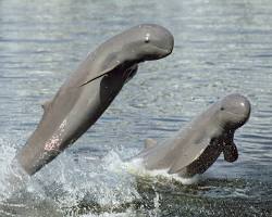 Image of Irrawaddy dolphin in Mekong River, Cambodia