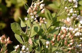 Image result for Pluchea