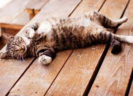 Stomach Inflammation Atrophic In Cats Petmd