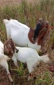 Kandang kambing kandang kambing gibas kandang kambing etawa kandang kambing modern temukan berbagai desain kandang kambing untuk semua jenis kambing mulai dari kambing. Kandang Kambing Sederhana Home Facebook