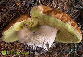 Steinpilz Unser Krautergarten Steinpilze Pilze Pilze Zuchten