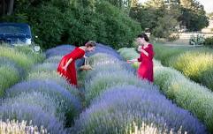 Evening in Provence at Red Chair Lavender